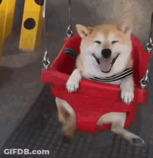 Shiba Inu Swing GIF