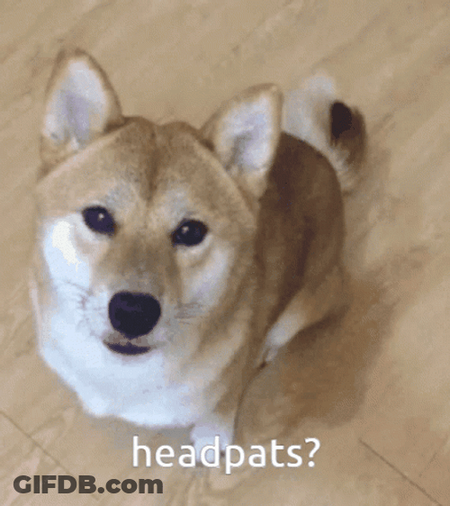 Shiba Inu Wanting Headpats GIF
