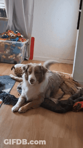 Shiba Inu Wearing Headphones Saying I Don't Care GIF