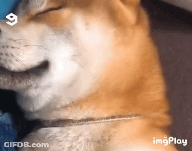 Shiba Inu Wink GIF