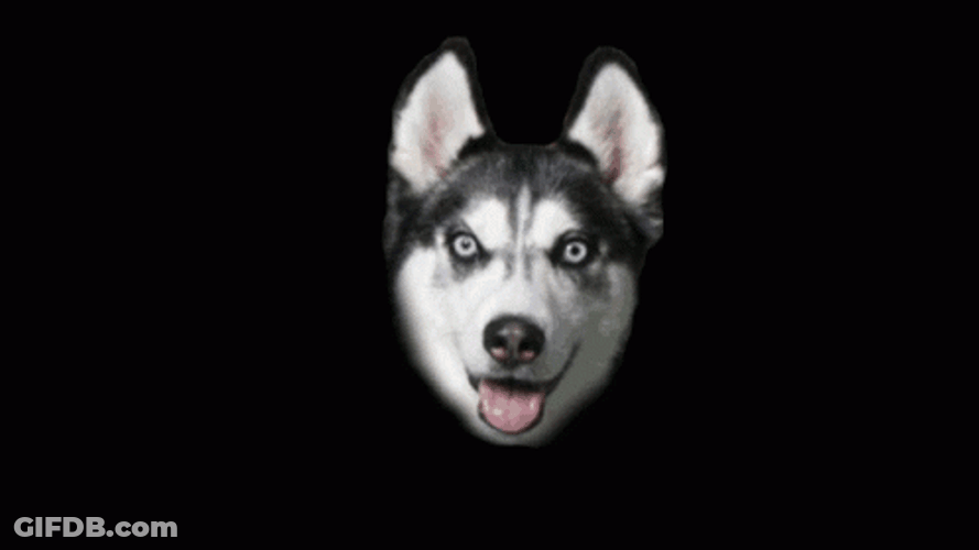 Shifting Creepy Siberian Husky Dog Smile GIF
