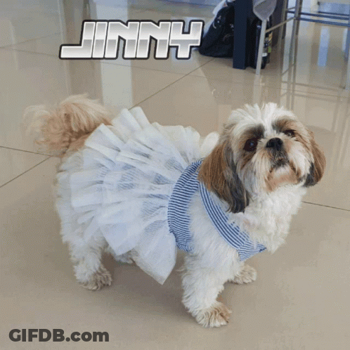 Shih Tzu In Blue And White Striped Dress Saying Cute GIF