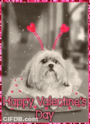 Shih Tzu Laying On Pillow With Red Hearts On Head GIF