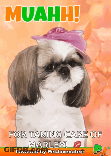 Shih Tzu Pink Hat Muahh Taking Care Marley GIF