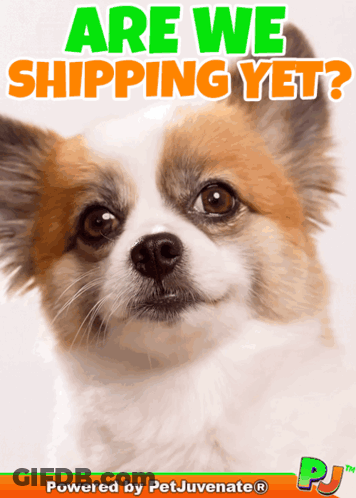 Shih Tzu Pink Hat Saying Muahh For Marley GIF