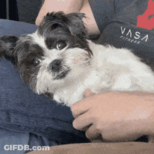 Shih Tzu Remembering War Dog Vietnam Flashback GIF
