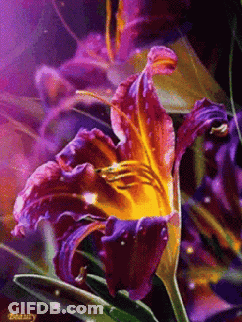 Shining Lily Flower Blooming GIF