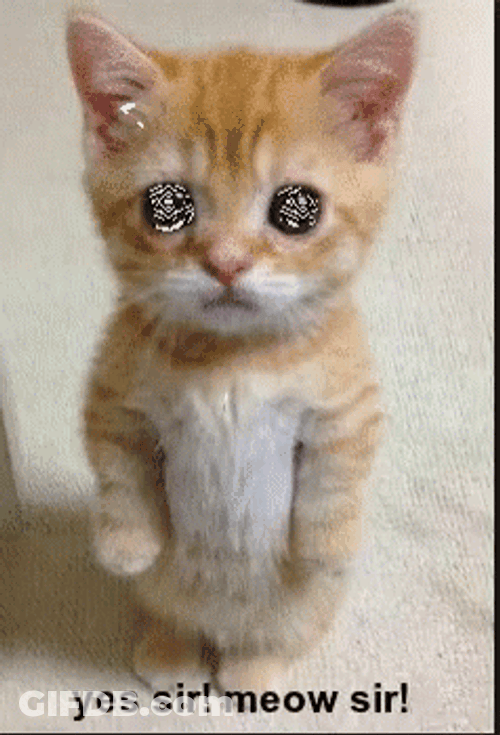 Shinning Eyes Cat Yes Master GIF