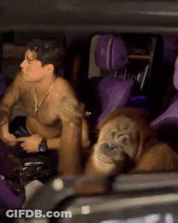 Shirtless Man In Car With Monkey GIF