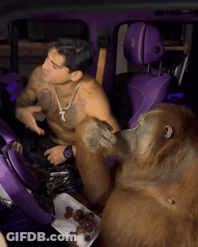 Shirtless Man Sitting In Purple Car With Monkey GIF