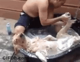Shirtless Man Washing Dog In Tub GIF