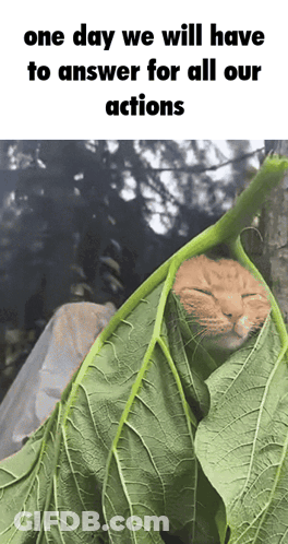 Shirtless Man With Green Hair Says Me I Watch The Live Action One Piece For The Plot The Plot GIF