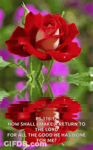 Shirtless Man With P Hat Helps Elderly Woman GIF