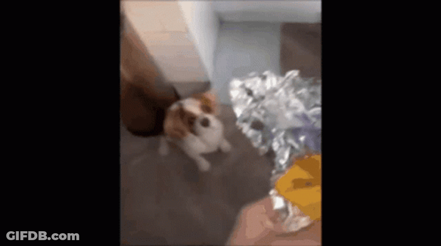 Shivering Dog Being Fed GIF