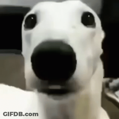 Shivering Dog Close Up GIF