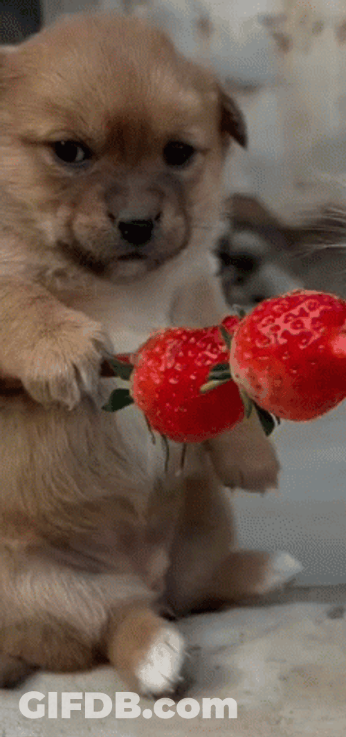 Shivering Dog Holding Skewered Strawberries GIF