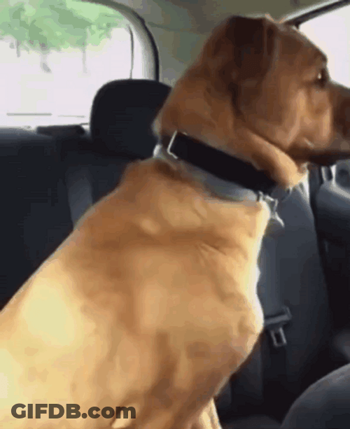 Shivering Dog Inside A Car GIF