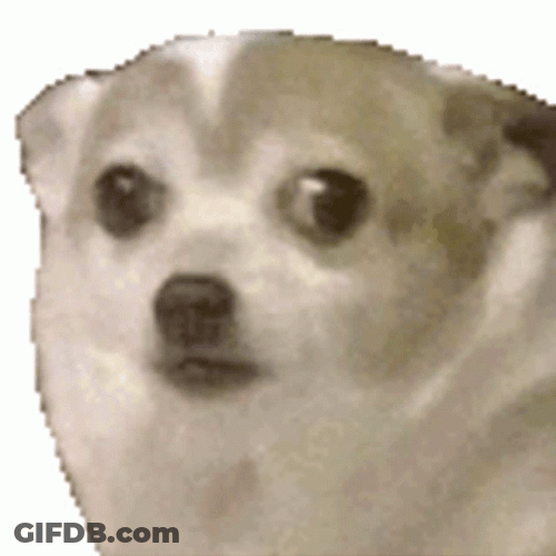 Shivering Dog Looking Sad GIF