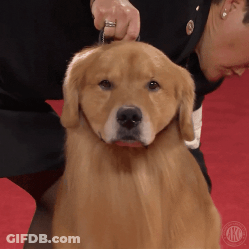 Shivering Dog On A Leash GIF