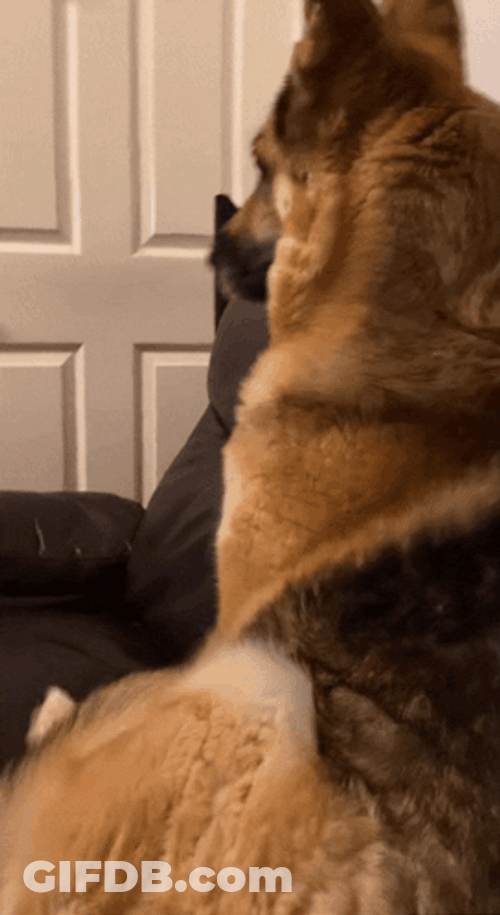 Shivering Dog On Couch GIF