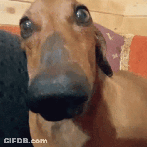 Shivering Dog Sitting On Sofa GIF