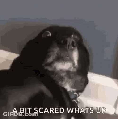 Shivering Dog With Big Eyes GIF