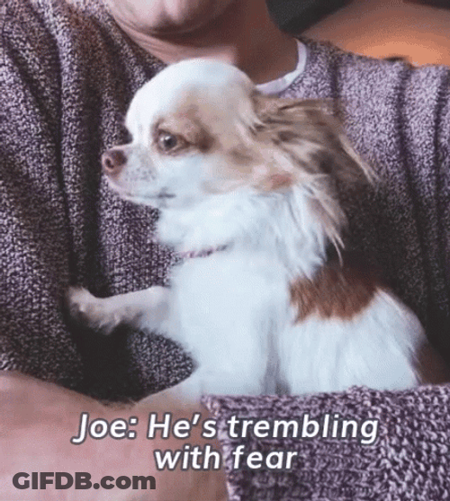 Shivering Small Dog Being Carried By Owner GIF