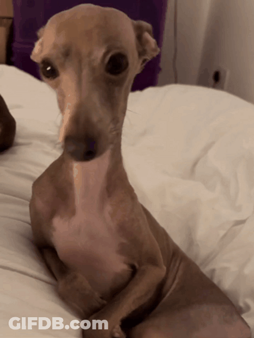 Shivering Thin Dog On Bed GIF