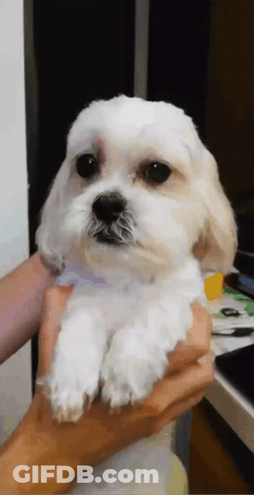 Shivering White Dog Held By Its Owner GIF