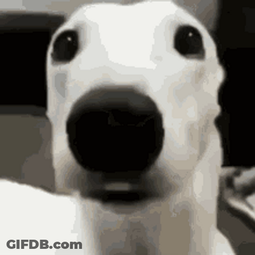 Shivering White Dog With Chattering Teeth GIF