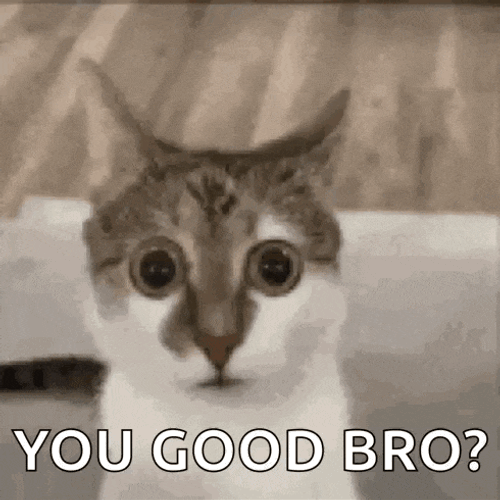 Shock Cat Itsnotmykla GIF