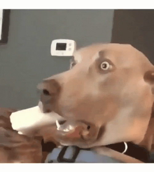 Shock Dog GIF