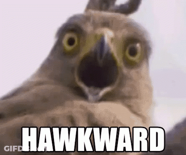 Shock Hawk Awkward Meme GIF