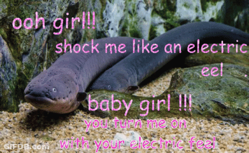 Shock Me Like An Electric Eel GIF
