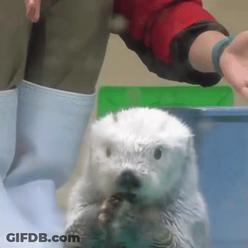 Shock Otter Reaction GIF