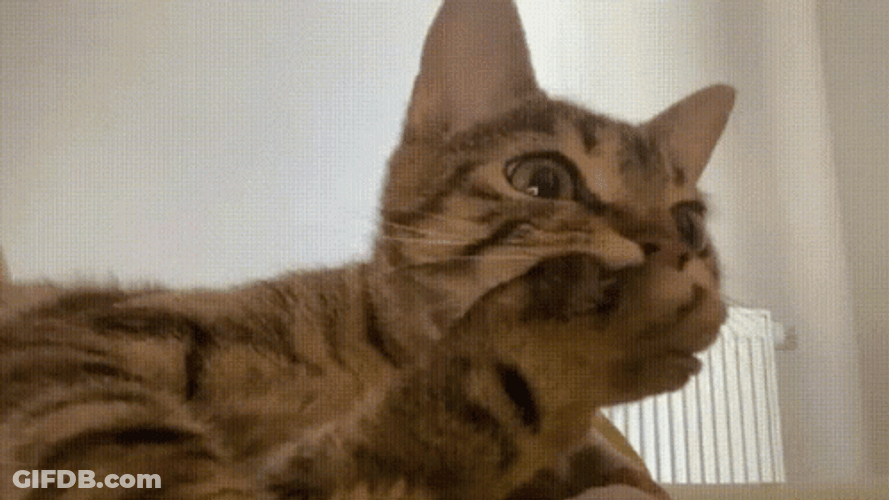Shocked And Surprised Cat GIF