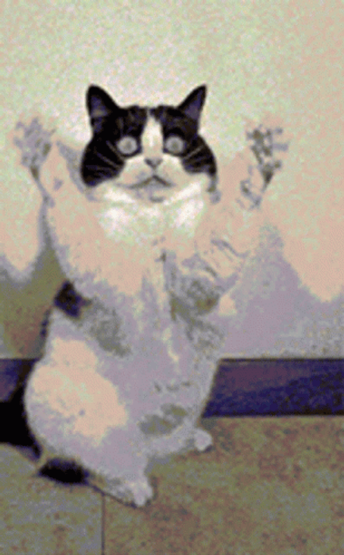 Shocked Cat Giving A Funny Hug GIF