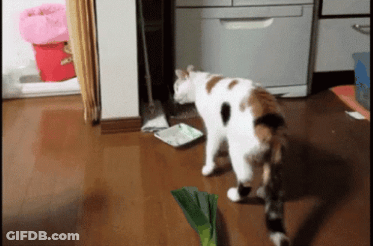 Shocked Cat Jumping GIF