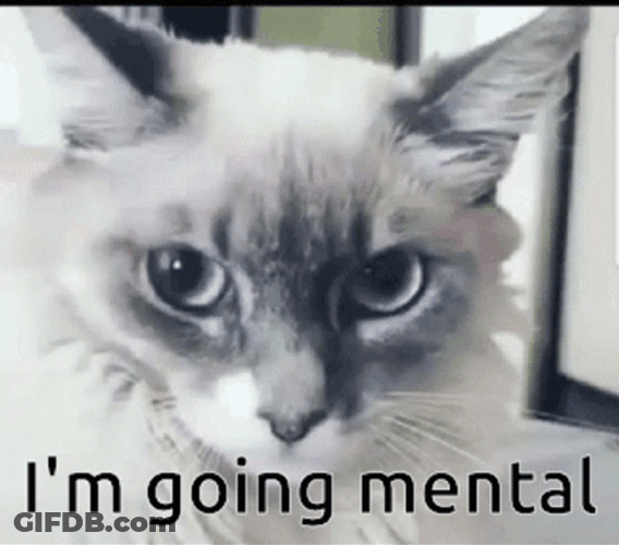 Shocked Cat Mental Breakdown GIF