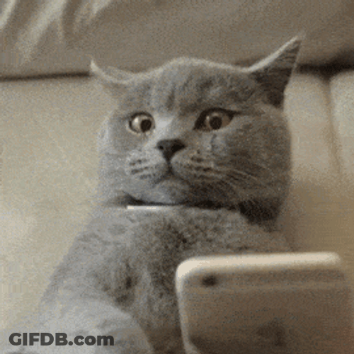 Shocked Cat Phone Chat GIF