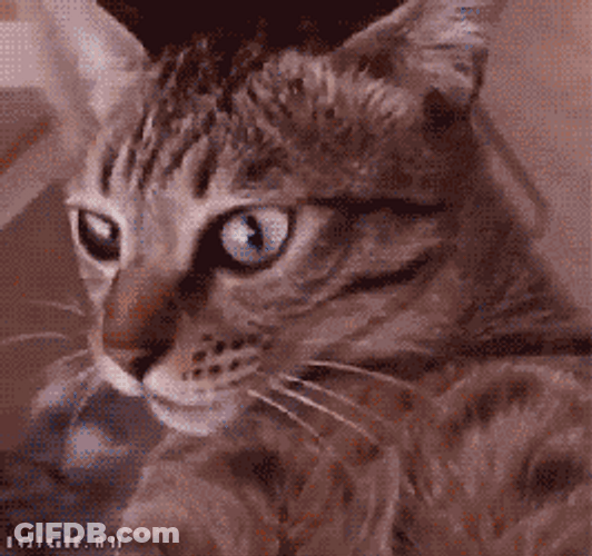 Shocked Cat Spinning GIF
