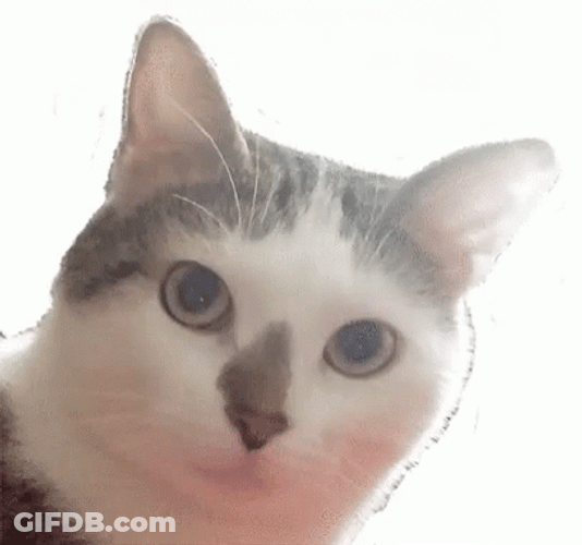 Shocked Cat Thug Life GIF