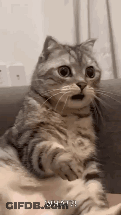 Shocked Cute Cat What Hell Nah GIF