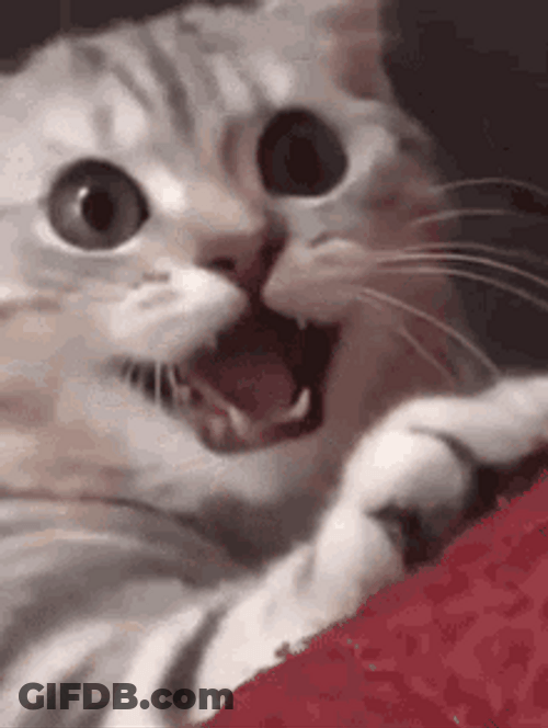 Shocked Cute Cat Wink GIF
