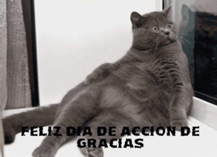 Shocked Feliz Dia De Accion De Gracias Cat GIF