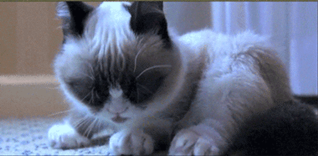 Shocked Grumpy Cat GIF