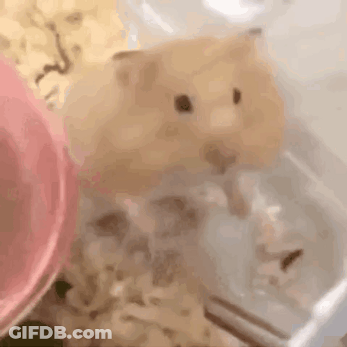 Shocked Hampter Lying Down GIF