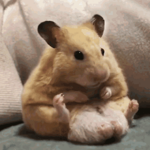 Shocked Hamster GIF