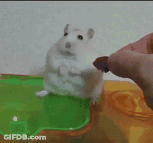 Shocked Mouse Eating Dog Vietnam Flashback GIF