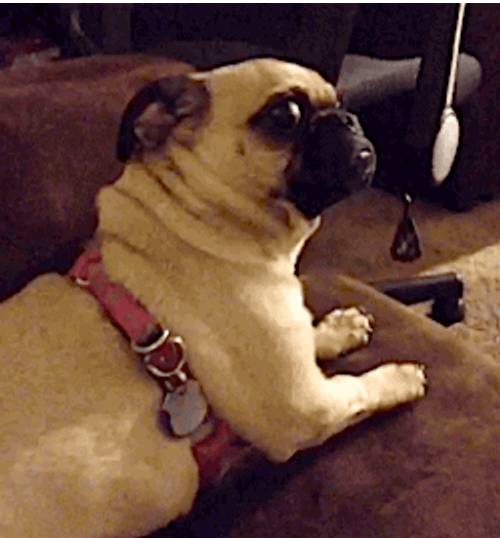 Shocked Pug Looking Around GIF
